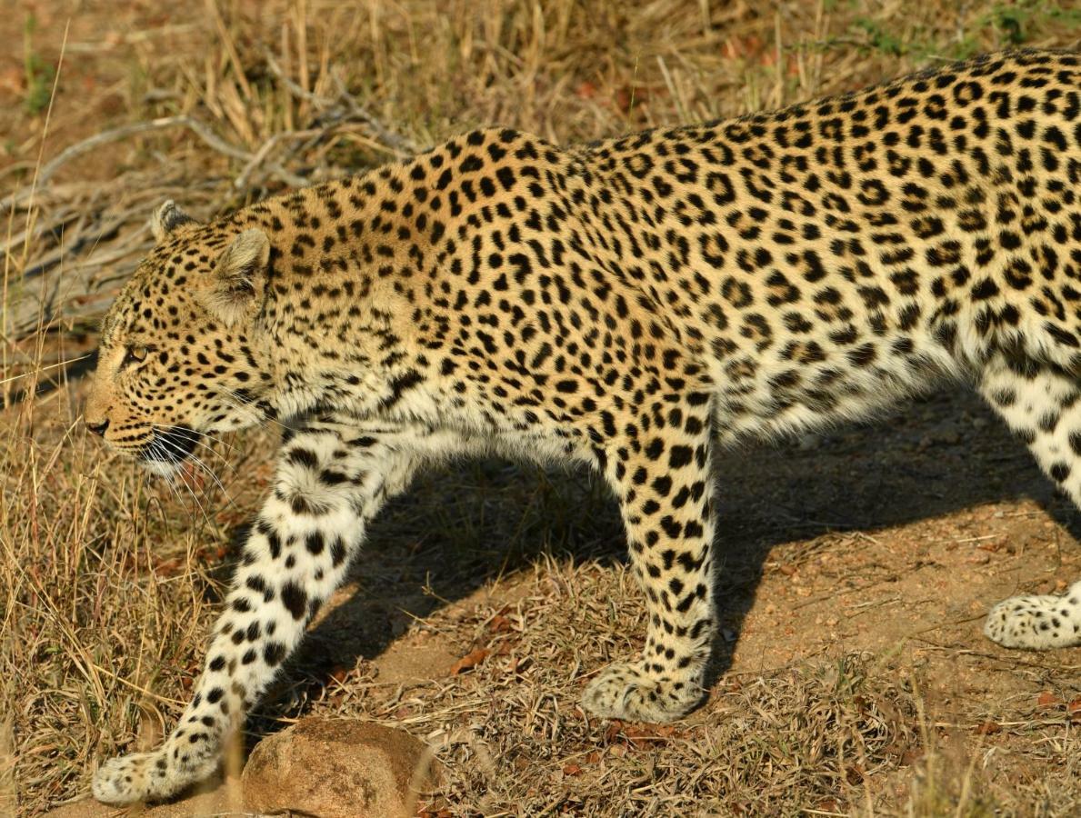 Bona Ngwenya Lodge & Safaris Marloth Park Dış mekan fotoğraf