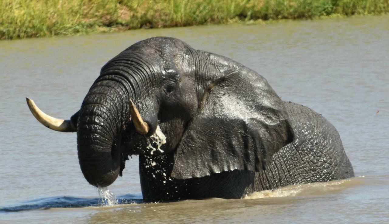 Bona Ngwenya Lodge & Safaris Marloth Park Dış mekan fotoğraf