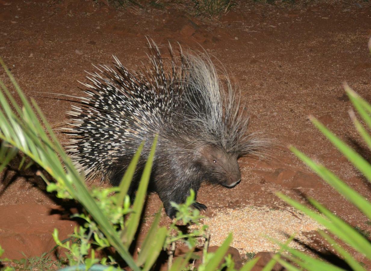Bona Ngwenya Lodge & Safaris Marloth Park Dış mekan fotoğraf
