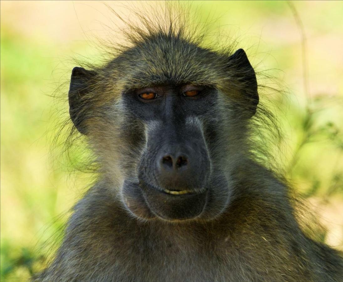 Bona Ngwenya Lodge & Safaris Marloth Park Dış mekan fotoğraf