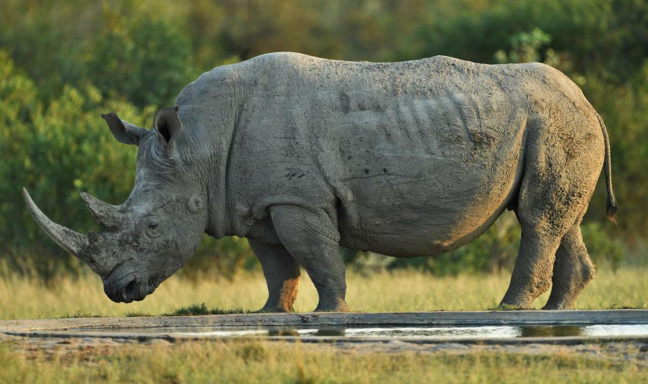 Bona Ngwenya Lodge & Safaris Marloth Park Dış mekan fotoğraf