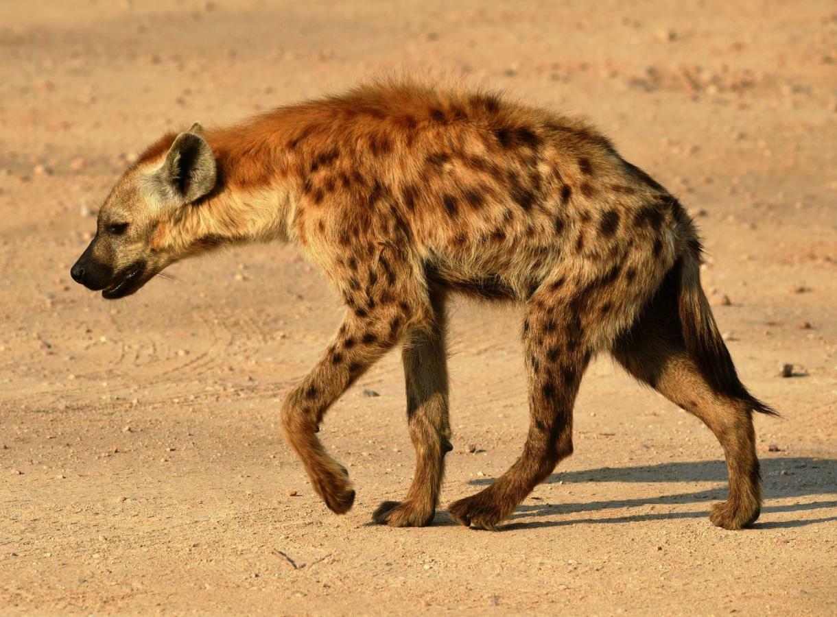 Bona Ngwenya Lodge & Safaris Marloth Park Dış mekan fotoğraf