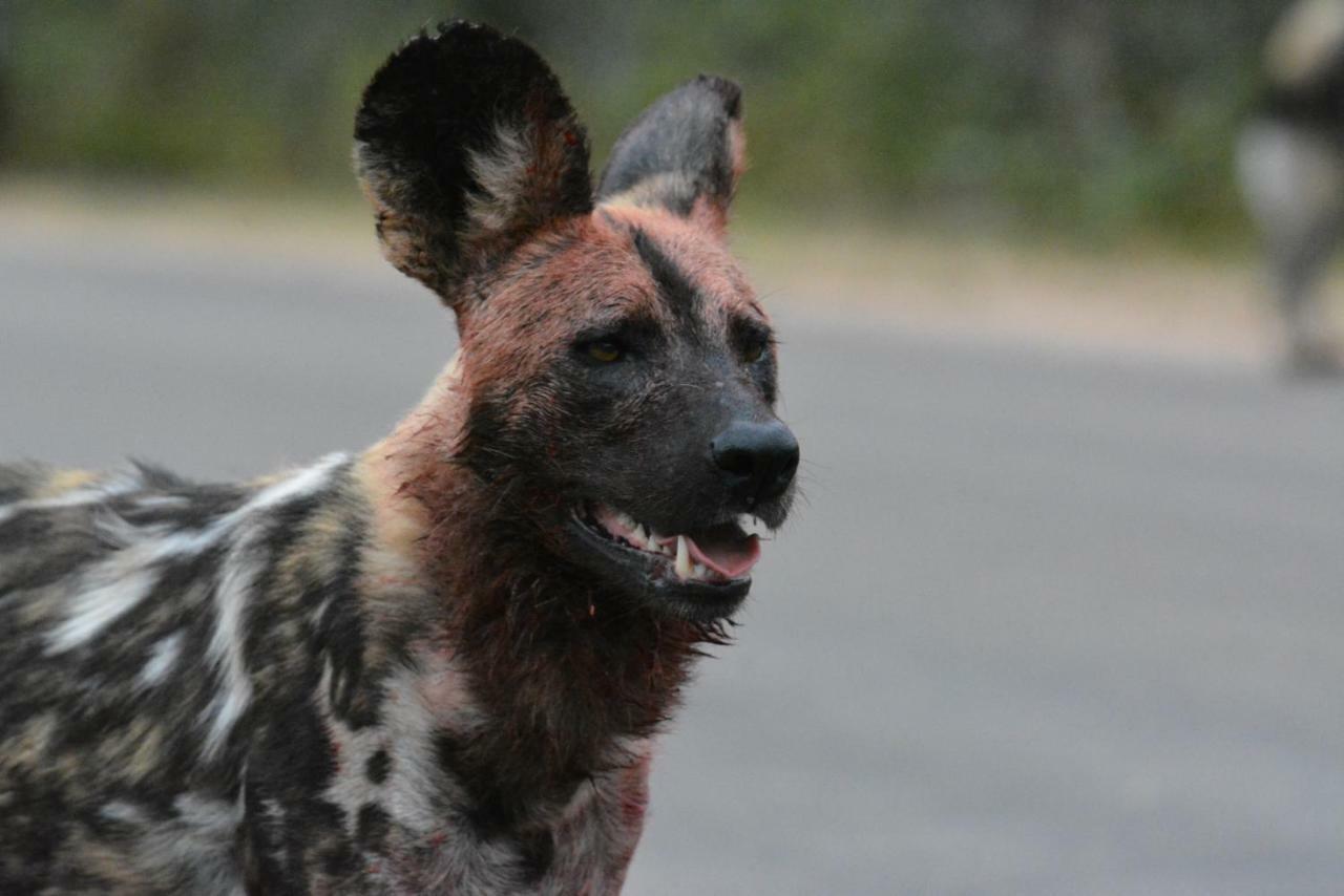 Bona Ngwenya Lodge & Safaris Marloth Park Dış mekan fotoğraf