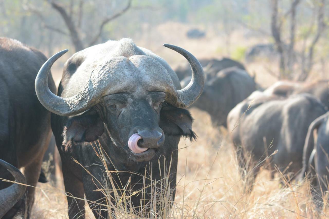 Bona Ngwenya Lodge & Safaris Marloth Park Dış mekan fotoğraf