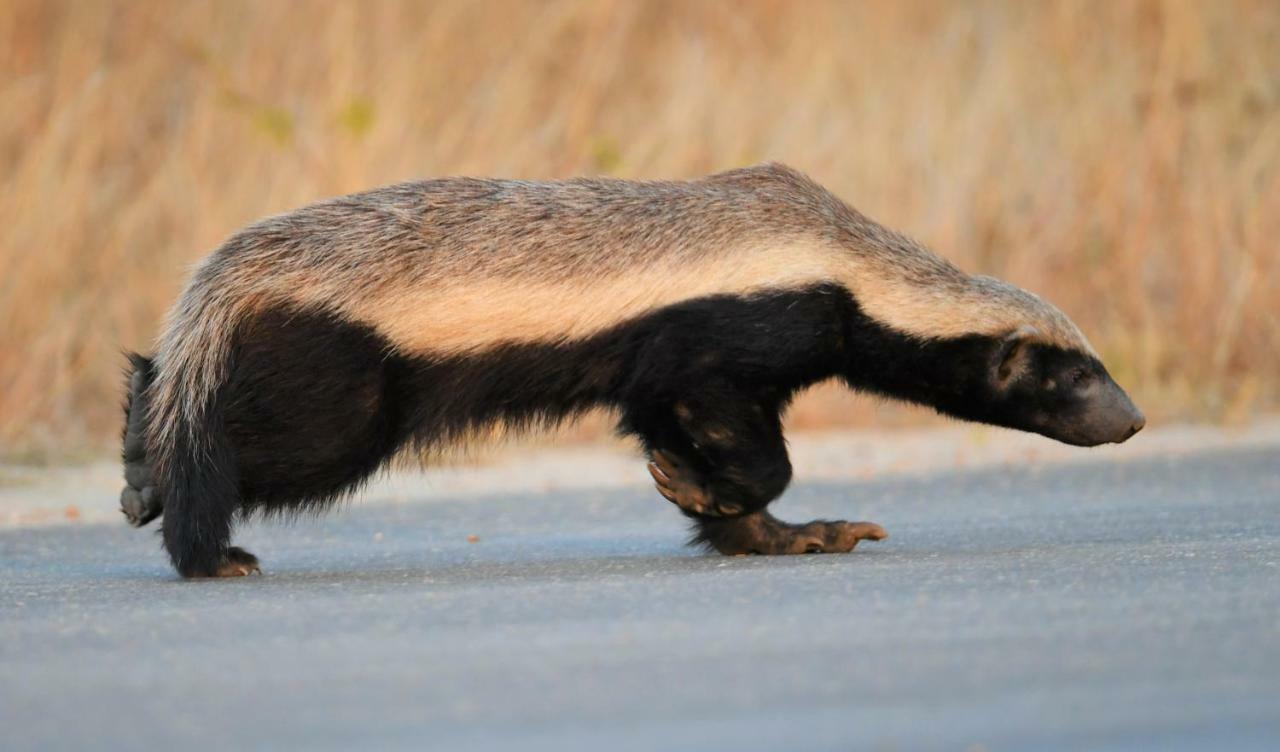 Bona Ngwenya Lodge & Safaris Marloth Park Dış mekan fotoğraf